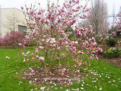 Magnolia x veitchii - Sierboom - Hortus Conclusus  - 2