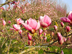 Magnolia x veitchii - Sierboom - Hortus Conclusus  - 3