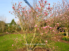 Magnolia x veitchii - Sierboom - Hortus Conclusus  - 4
