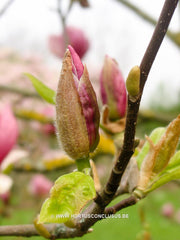 Magnolia x veitchii - Sierboom - Hortus Conclusus  - 5
