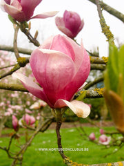 Magnolia x veitchii - Sierboom - Hortus Conclusus  - 6