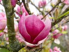 Magnolia x veitchii - Sierboom - Hortus Conclusus  - 7