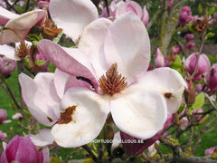 Magnolia x veitchii - Sierboom - Hortus Conclusus  - 8