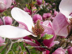 Magnolia x veitchii - Sierboom - Hortus Conclusus  - 9