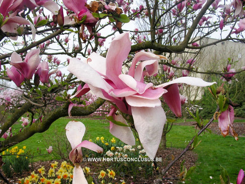 Magnolia x veitchii hybr.
