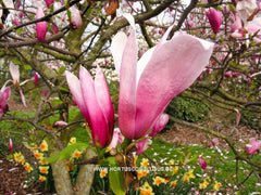 Magnolia x veitchii hybr. - Sierboom - Hortus Conclusus  - 2
