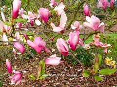 Magnolia x veitchii hybr. - Sierboom - Hortus Conclusus  - 3