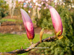 Magnolia x veitchii hybr. - Sierboom - Hortus Conclusus  - 4