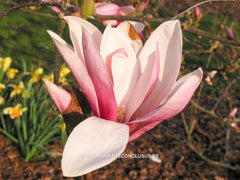 Magnolia x veitchii hybr. - Sierboom - Hortus Conclusus  - 5