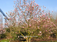 Magnolia x veitchii hybr. - Sierboom - Hortus Conclusus  - 6