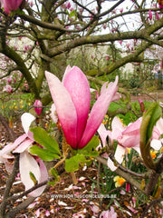 Magnolia x veitchii hybr. - Sierboom - Hortus Conclusus  - 7