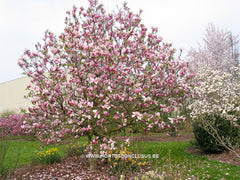 Magnolia x veitchii hybr. - Sierboom - Hortus Conclusus  - 8