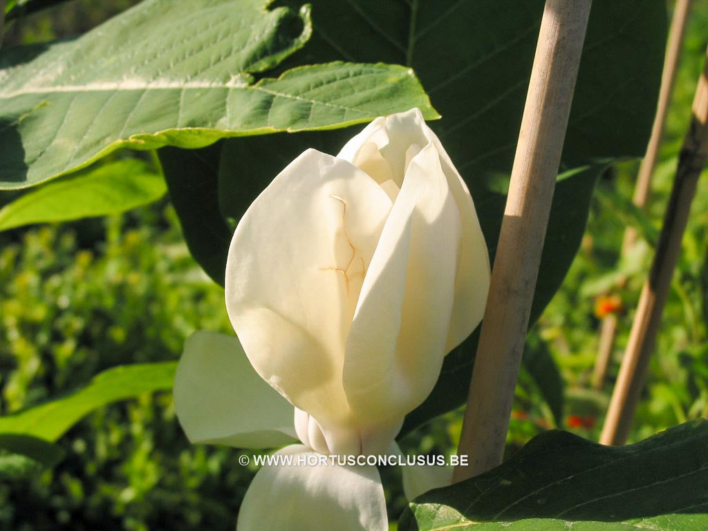 Magnolia x wieseneri 'Aashild Kalleberg' - Sierboom - Hortus Conclusus  - 1