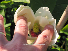 Magnolia x wieseneri 'Aashild Kalleberg' - Sierboom - Hortus Conclusus  - 2