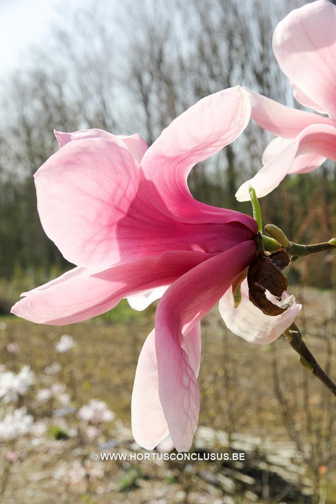 Magnolia 'Yaeko' - Sierboom - Hortus Conclusus  - 1