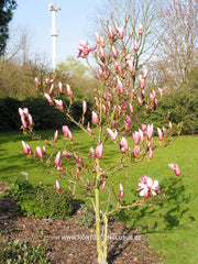 Magnolia 'Yaeko' - Sierboom - Hortus Conclusus  - 3