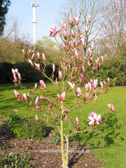 Magnolia 'Yaeko' - Sierboom - Hortus Conclusus  - 3