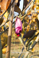 Magnolia 'Yaeko' - Sierboom - Hortus Conclusus  - 5