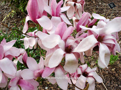 Magnolia 'Yaeko' - Sierboom - Hortus Conclusus  - 6