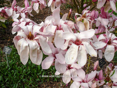 Magnolia 'Yaeko' - Sierboom - Hortus Conclusus  - 7
