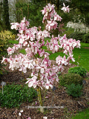 Magnolia 'Yaeko' - Sierboom - Hortus Conclusus  - 8