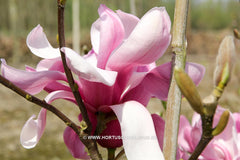 Magnolia 'Yaeko' - Sierboom - Hortus Conclusus  - 9