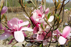 Magnolia 'Yaeko' - Sierboom - Hortus Conclusus  - 10