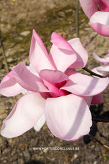 Magnolia 'Yaeko' - Sierboom - Hortus Conclusus  - 11
