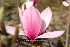 Magnolia 'Yaeko' - Sierboom - Hortus Conclusus  - 13
