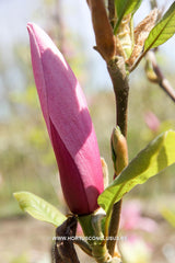 Magnolia 'Yaeko' - Sierboom - Hortus Conclusus  - 15