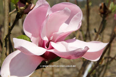 Magnolia 'Yaeko' - Sierboom - Hortus Conclusus  - 16