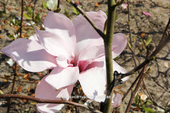 Magnolia 'Yaeko' - Sierboom - Hortus Conclusus  - 17