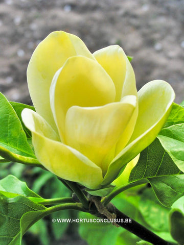 Magnolia 'Yellow Bird'