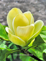 Magnolia 'Yellow Bird' - Sierboom - Hortus Conclusus  - 1
