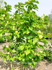 Magnolia 'Yellow Bird' - Sierboom - Hortus Conclusus  - 3