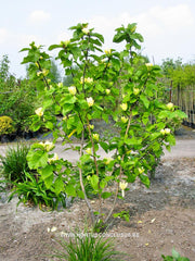 Magnolia 'Yellow Bird' - Sierboom - Hortus Conclusus  - 4