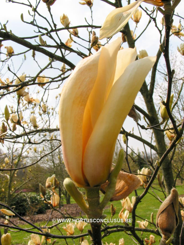 Magnolia 'Yellow Lantern' - Sierboom - Hortus Conclusus  - 1