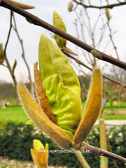 Magnolia 'Yellow Lantern' - Sierboom - Hortus Conclusus  - 2