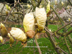 Magnolia 'Yellow Lantern' - Sierboom - Hortus Conclusus  - 5