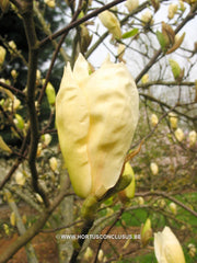 Magnolia 'Yellow Lantern' - Sierboom - Hortus Conclusus  - 6