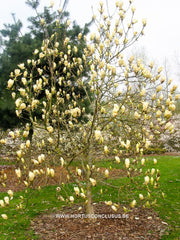 Magnolia 'Yellow Lantern' - Sierboom - Hortus Conclusus  - 7