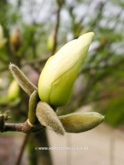 Magnolia 'Yellow River' - Sierboom - Hortus Conclusus  - 1