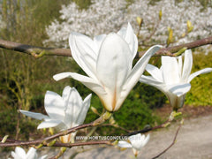 Magnolia 'Yellow River' - Sierboom - Hortus Conclusus  - 2