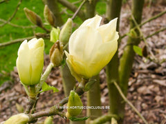 Magnolia 'Yellow River' - Sierboom - Hortus Conclusus  - 3
