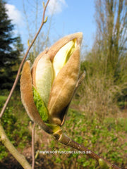 Magnolia 'Yellow River' - Sierboom - Hortus Conclusus  - 4