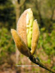 Magnolia 'Yellow River' - Sierboom - Hortus Conclusus  - 5