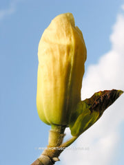 Magnolia 'Yellow River' - Sierboom - Hortus Conclusus  - 6