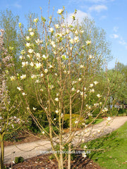 Magnolia 'Yellow River' - Sierboom - Hortus Conclusus  - 8