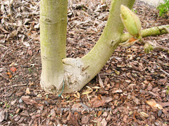 Magnolia 'Yellow River' - Sierboom - Hortus Conclusus  - 9