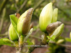 Magnolia 'Yellow River' - Sierboom - Hortus Conclusus  - 11